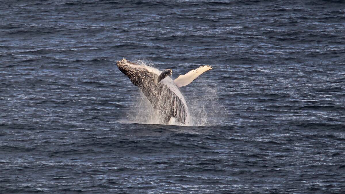 RESCUE: A humpback whale off Cape Nelson Lighthouse on Sunday. Picture: Bob McPherson