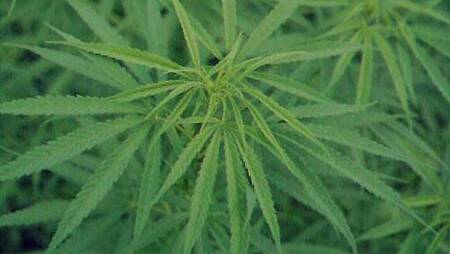 Cannabis plant seized, man charged with cultivation