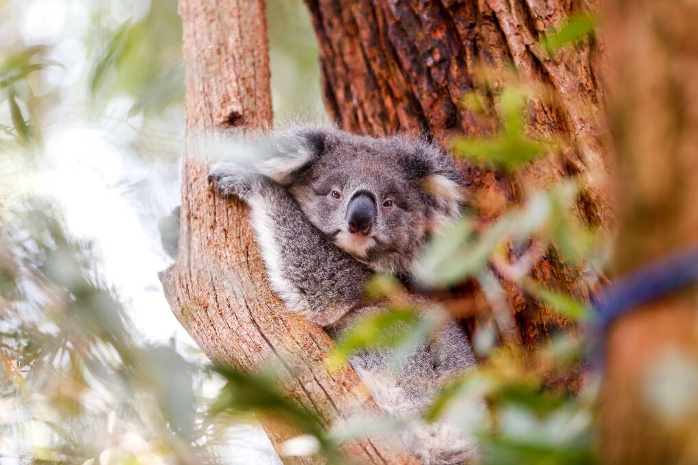 RESCUED: A koala from Cape Bridgewater at a Koala sanctuary in Koroit. Picture: Anthony Brady 