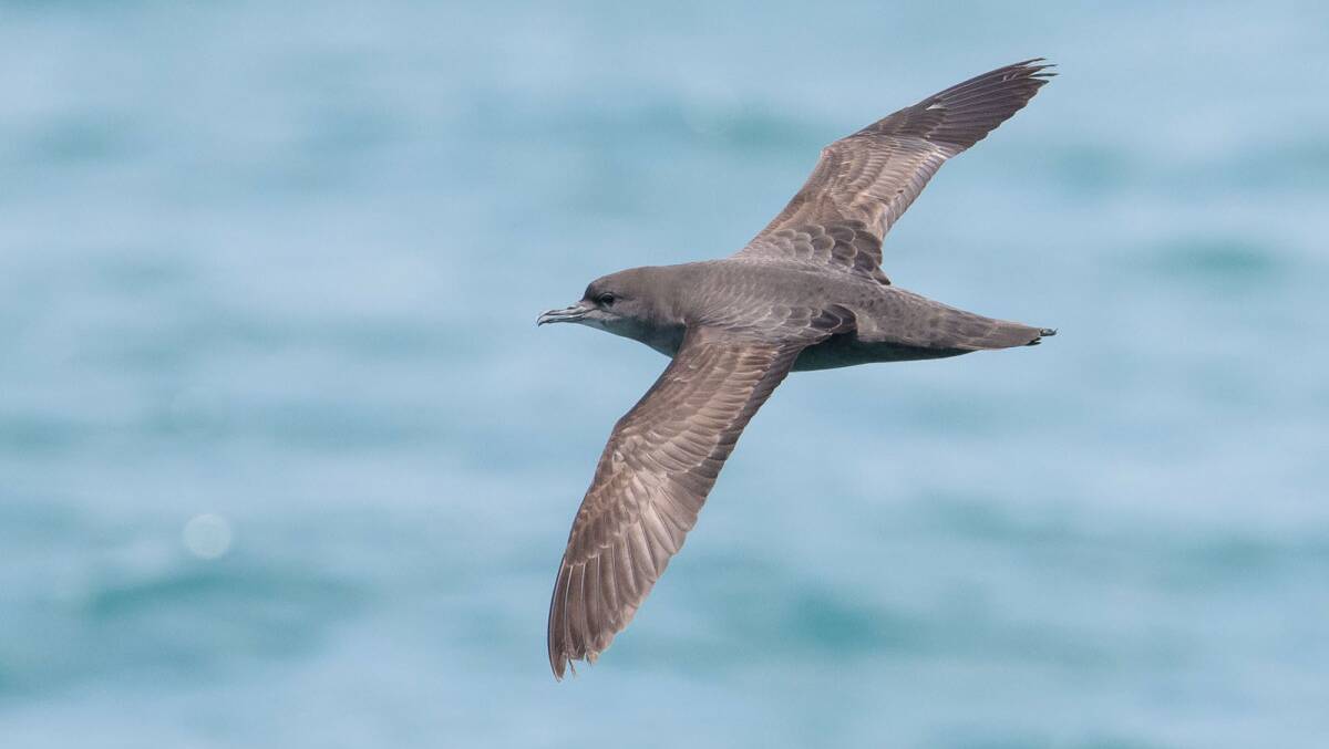 A short-tailed shearwater takes flight.