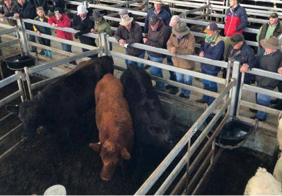 SOLD: Steers were in demand at Mortlake. Charles Stewart Nash McVilly sold the angus steers in this pen for the market top of 317c/kg, $1636ph (avg. weight 516kg).
