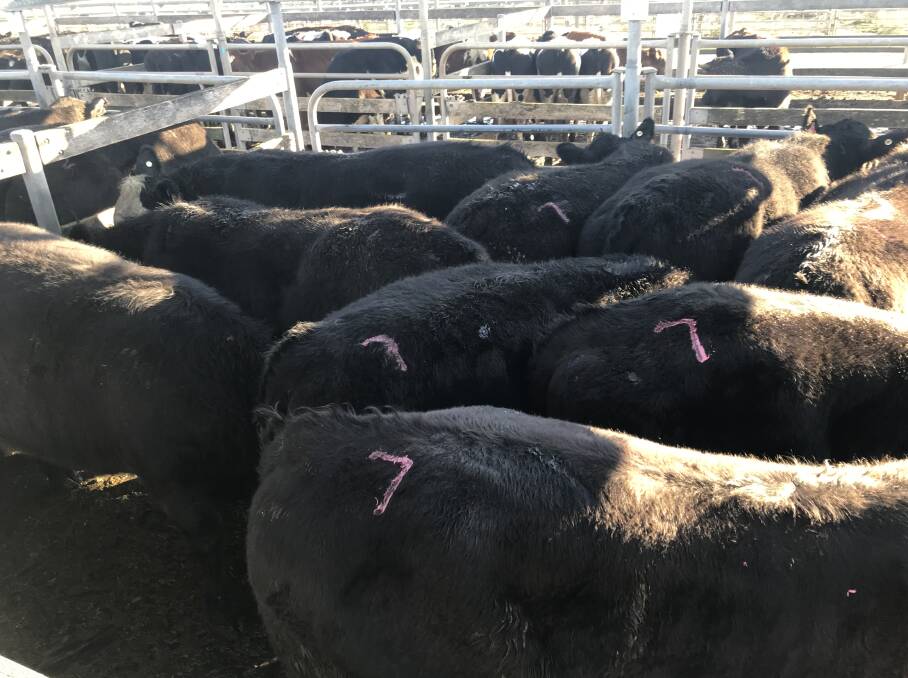 TO MARKET: This pen of Angus steers, average weight 571kg, fetched $3.15-$1799.00 for AJ Collins of Portland at Warrnambool's cattle market on Wednesday.