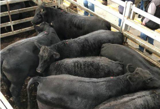 SOLD: Elders Kerr & Co sold this great pen of Angus bullocks to high demand at WVLX Mortlake for the market top of 309c/kg, $2114.72ph (average weight 684.4kg).
