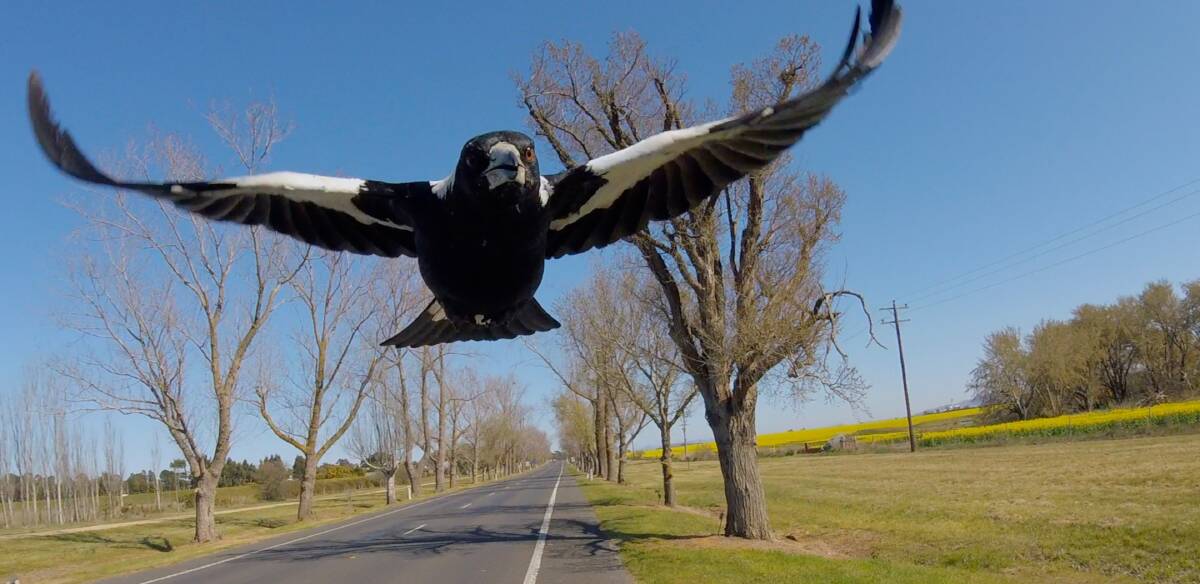 Even magpies aren't cruel like we humans can be