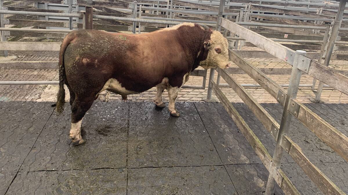 SOLD: This hereford bull from South Boorook, Mortlake, weighing 1210kg, fetched $3.10-$3751 at Warrnambool, where steer and heifer vealers topped at $3.30kg.