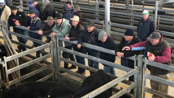 TO MARKET: Despite the smaller offering and reduced quality yarding, buyers were still active at Mortlake, with pricing firm on like quality to last week. Pictures: SUPPLIED