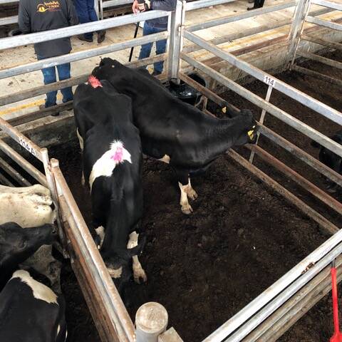 TO MARKET: These friesian cows fetched an impressive $2.68 c/kg through Southern Grampians Livestock, setting the bar high for this category at WVLX on Monday.