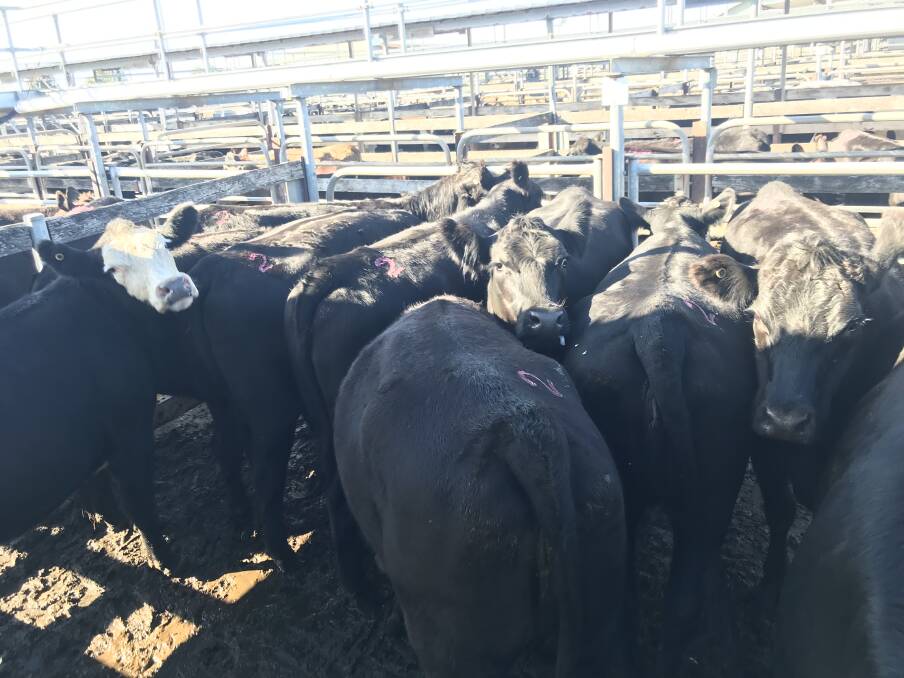 TO MARKET: This pen of Angus heifers, average weight 620kg, recorded $2.70-$1674.00 for Koroit producer DJ Collins at Warrnambool's cattle market on Wednesday. 