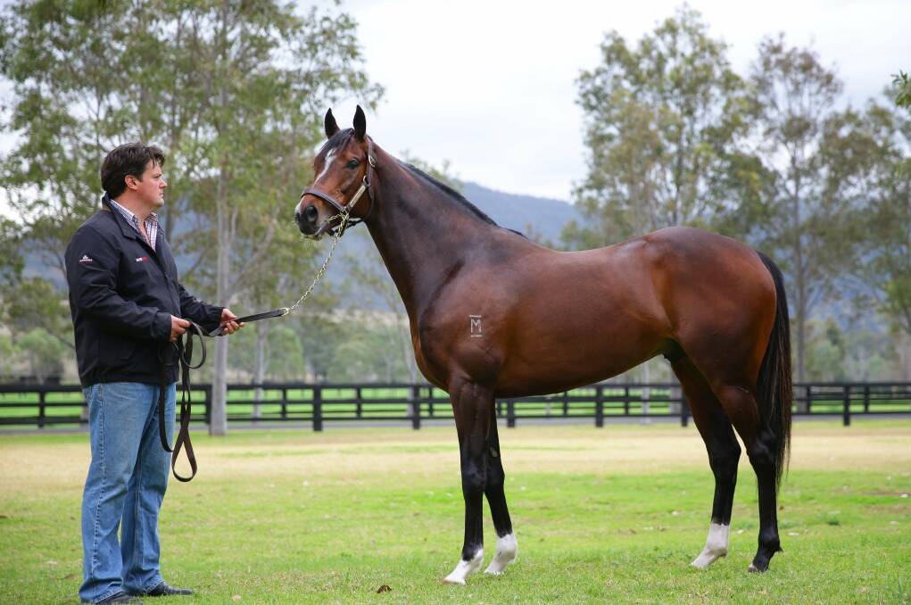 STELLAR: Weanlings by horses including Dundeel will be offered at the Australian Broodmare and Weanling Sale. Picture: Peter Stoop