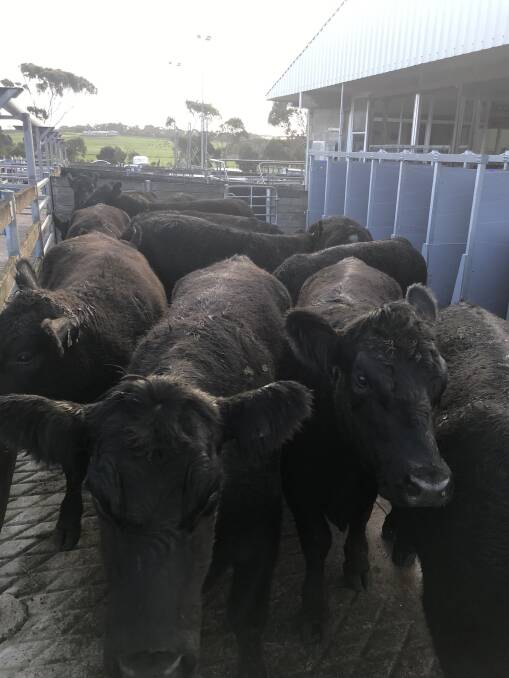 TO MARKET: This pen of angus steers, average weight 646kg, fetched $3.36-$2193.00 for BR & GJ Reed of Toolong at Warrnambool's cattle market on Wednesday.