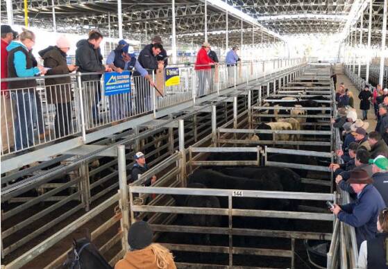 SOLD: Southern Grampians Livestock sold the top pen of steers at Mortlake, with these angus beauties selling for a high 320c/kg, $1696ph (average weight 530kg).