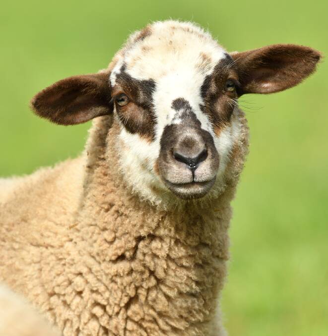 Hamilton sheep & lambs market, May 29