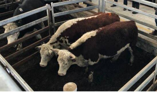 SOLD: These great-looking hereford bullocks were sold by Southern Grampians Livestock for a top of 286c/kg (avg. weight 635kg), making $1816.10ph.