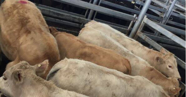 SENSATIONAL: Ross Butler's great pen of Charolais steers topped this week's prime cattle market at WVLX Mortlake at 277c/kg ($1595.52 per head), sold by Rodwells. 