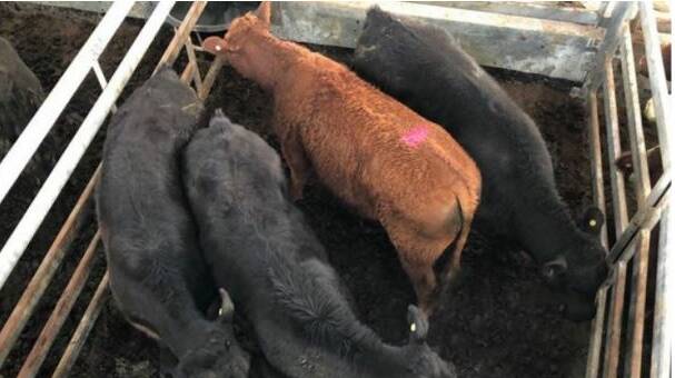 GOING, GOING: Elders Kerr & Co sold the top pen of the day at Mortlake, with these three black angus steers reaching a high 341c/kg, $1563ph (average weight 458kg).
