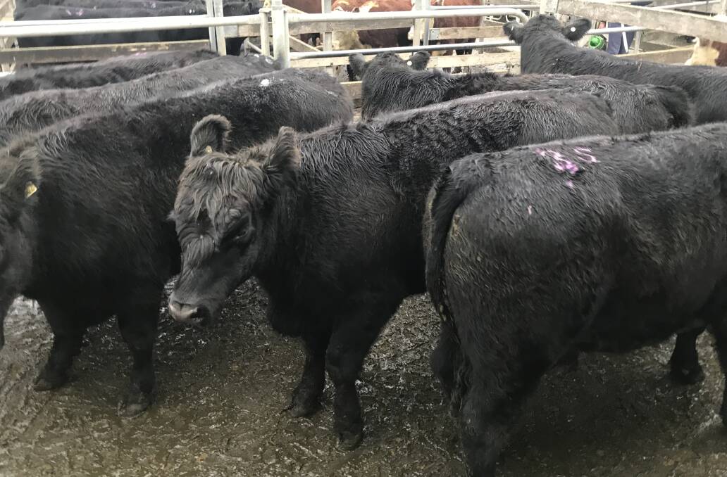 TO MARKET: This pen of angus steers, average weight 581kg, fetched $3.11-$1808.00 for D & J Bartlett of Ecklin at Warrnambool on Wednesday, where numbers were strong.