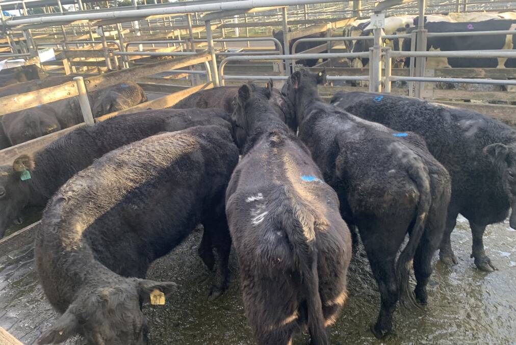TO MARKET: Cows at Warrnambool topped at $2.85 or $2095.00 on Wednesday, while bulls went for a top of $3.10. Numbers were down for a typical winter yarding.