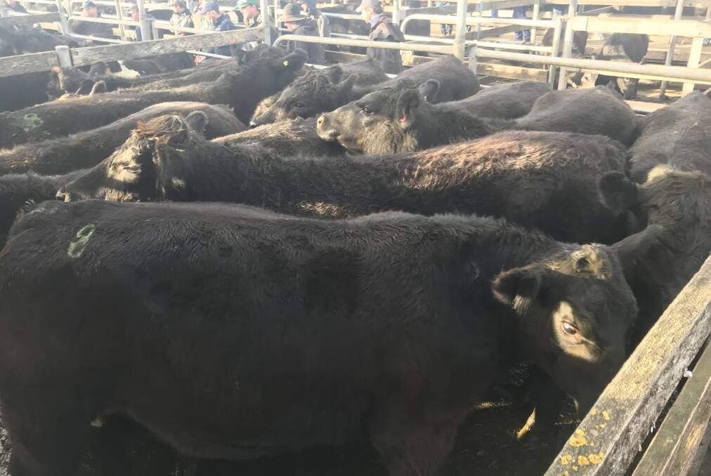 TO MARKET: This pen of angus steers, average weight 640kg, fetched $3.22-$2060.00 for BR and GJ Reed of Toolong at Warrnambool's cattle market on Wednesday.
