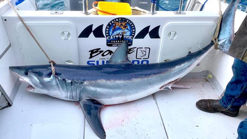 YOU BEAUTY: This beautiful mako shark was caught on a Salty Dog Charters trip.
