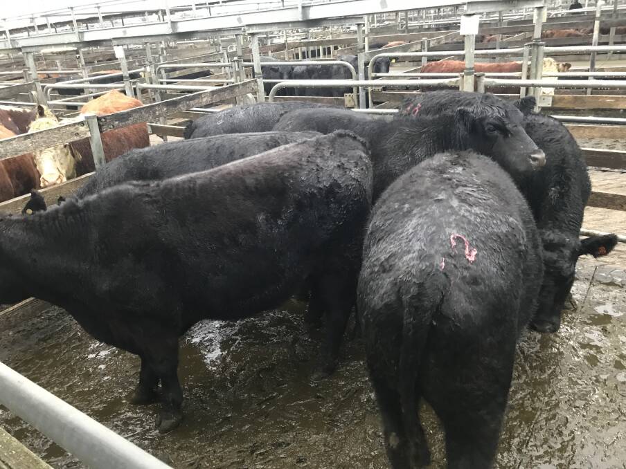 TO MARKET: This pen of angus bullocks, average weight 715kg, fetched $3.02-$2159.00 for IG& BA Boyd of Weerita at Warrnambool's cattle market on Wednesday. 