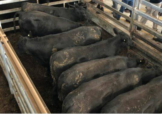 SOLD: Bullock prices were up at Mortlake. This pen of Angus beauties made the top of 276c/kg (avg. weight 534.3kg), sold by Clayton Horspole of Stewart Nash McVilly.