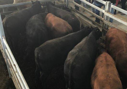 SOLD: Steer prices were up at WVLX Mortlake on Monday, with this pen of Angus X steers sold by Rodwells up there with the best making 279c/kg (avg weight 623.1kg).