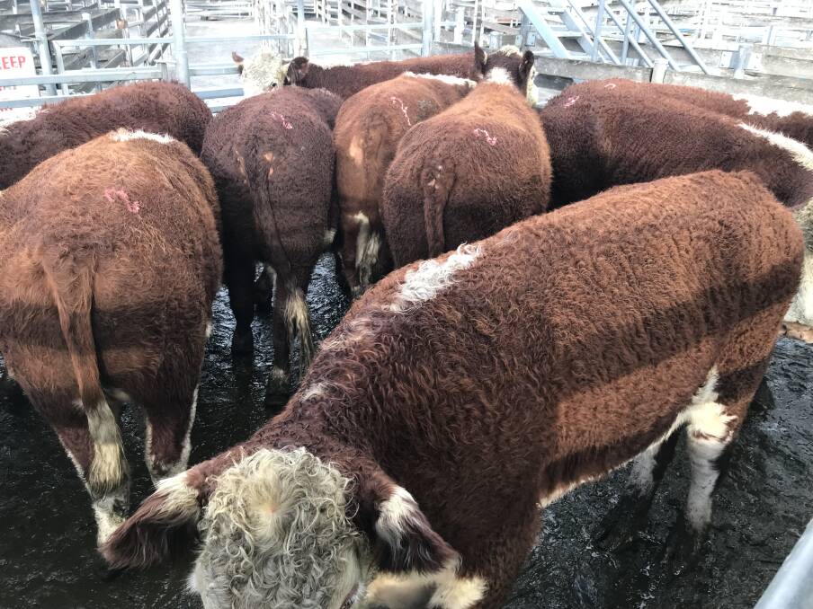 SOLD: DJ & JM Purcell, Bessiebelle sold these Hereford bullocks, average weight 769kg, for $2.86-$2200 at Warrnambool on Wednesday. 