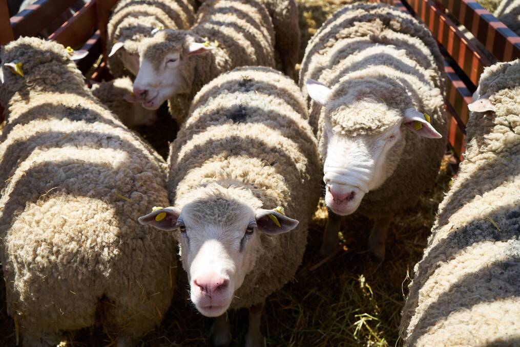 Hamilton Sheep & Lambs report, June 19