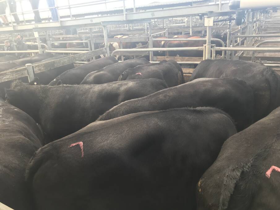 TO MARKET: This pen of Angus bullocks, average weight 766kg, recorded $2.78-$2128.00 for DJ Collins, Koroit on Wednesday, with the usual buyers present. 