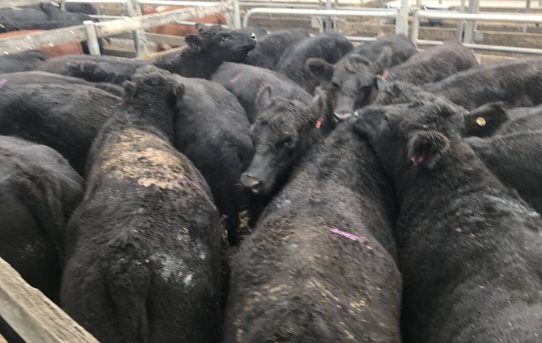 TO MARKET: This pen of Angus steers, average weight 630kg, fetched $3.00-$1890.00 for LD Clark at Warrnambool on Wednesday.
