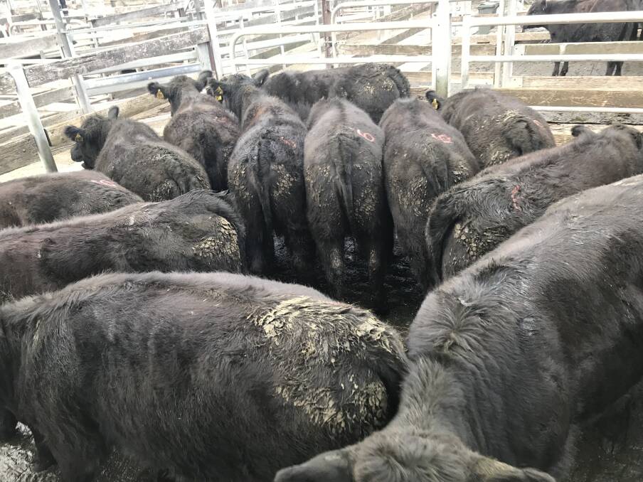 TO MARKET: This pen of Angus heifers, average weight 387kg, fetched $2.95-$1144.00 for J & MN Hickey of Cobden at Warrnambool's cattle market on Wednesday. 