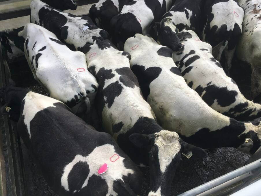 TO MARKET: This pen of 11 Friesian cows, average weight 750kg, fetched $2.60-$1950.00 at Warrnambool on Wednesday.