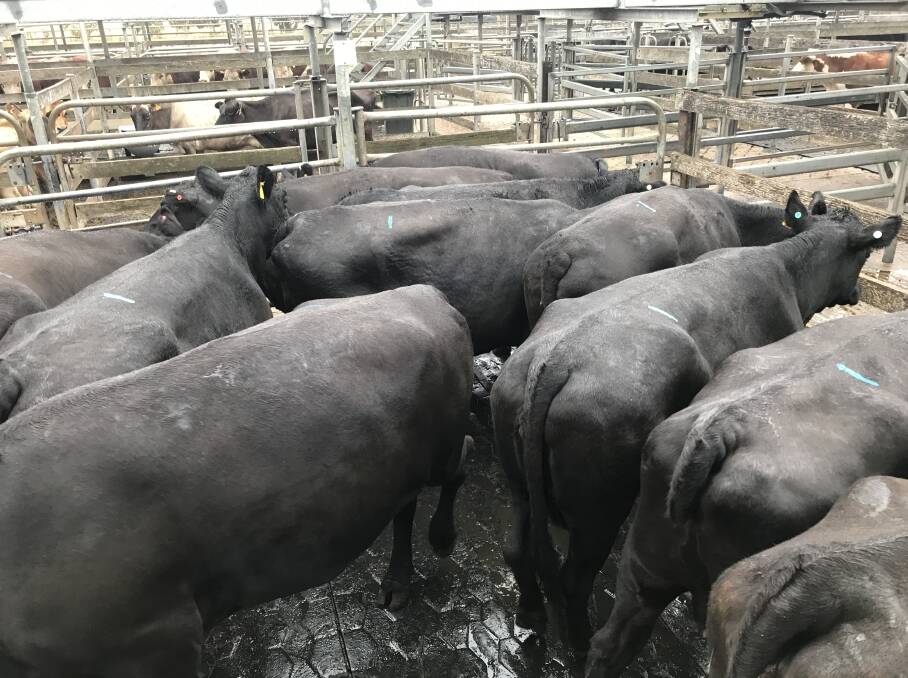SOLD: Landmark sold this pen of cows at the Warrnambool cattle market on Wednesday. They weighed in at 690kg and fetched $2.26-$1559.00. 