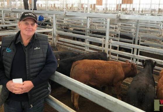 SOLD: Dallas Milich of Heywood with his market-top pen of Limousin X Steers that Landmark sold for 302c/kg (avg. weight 391.9kg). He also had the top pen of heifers. 