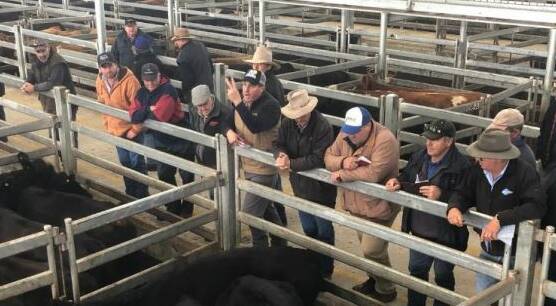 SOLD: Two pens reached the top of 236c/kg at WVLX Mortlake on Monday - one of herefords which made $1726ph and another of angus cows that made $1661ph.