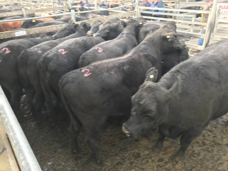 TO MARKET: This pen of Angus steers, average weight 674kg, fetched $3.04-$2049.00 for DJ & JM Purcell of Bessiebelle. Agents penned a reduced number of cattle overall.
