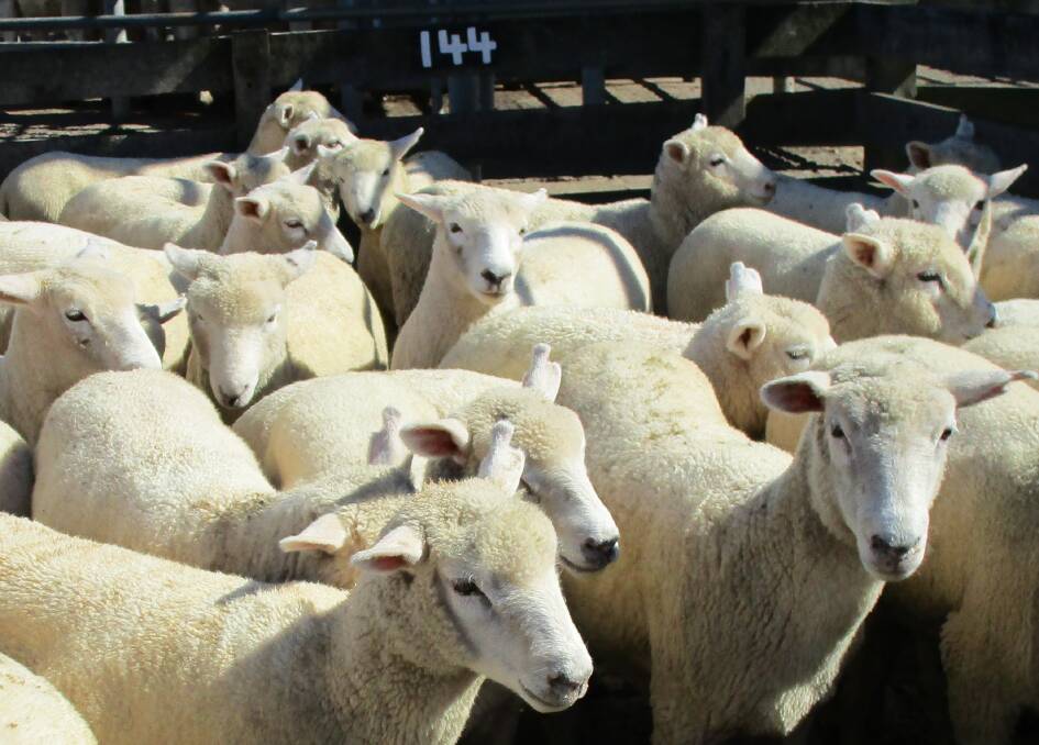 Hamilton Sheep & Lamb report, July 3