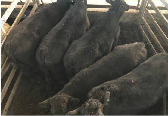 SOLD: These angus bullocks fetched an impressive price at WVLX Mortlake, topping the overall market at 333c/kg, $1852.31ph (avg. weight 556.3kg).