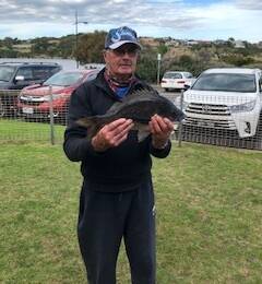 SENSATIONAL: 'Sticks' Johnson with a cracker of a bream from the Hopkins ... great fishing continues, particularly when using Cranka crabs. 