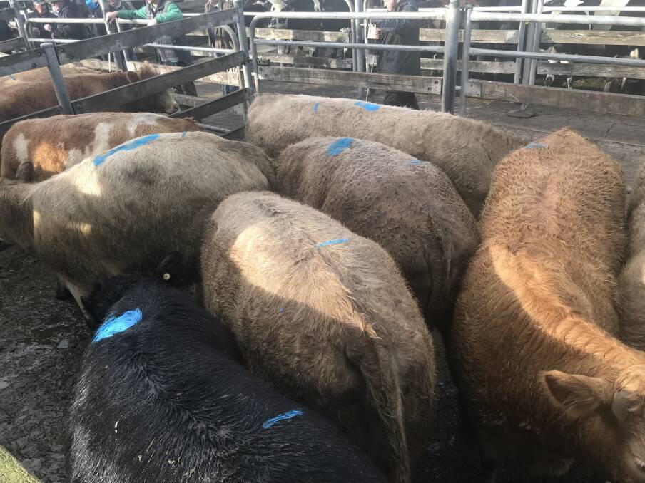 TO MARKET: This pen of mixed sex vealers, average weight 460kg, recorded $3.25-$1472.00 for Glynbrae of Penshurst at Warrnambool's cattle market on Wednesday. 