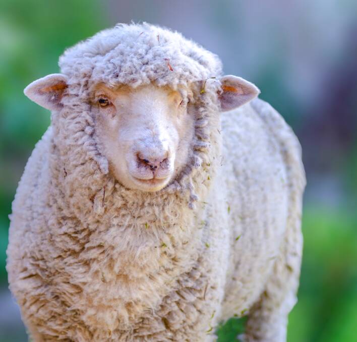 Hamilton sheep & lamb report, May 25