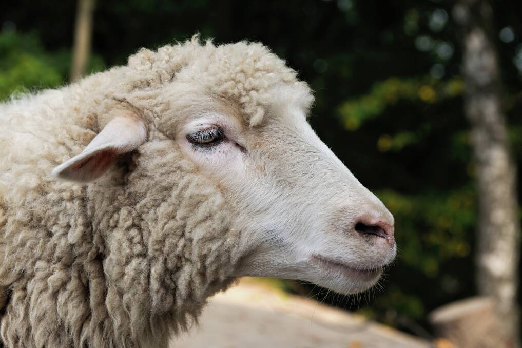 Hamilton sheep & lamb report, June 5