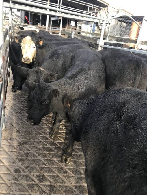 TO MARKET: This pen of Angus bullocks, average weight 801kg, fetched $3.02-$2419.00 for DJ & JM Purcell, Bessiebelle at Warrnambool on Wednesday.