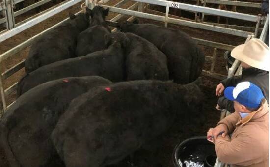 SOLD: The first pen of the day went off with a bang at WVLX, with Elders Kerr & Co selling these Angus bullocks for the top of 308c/kg, $2101.00ph (avg. weight 682.1kg).
