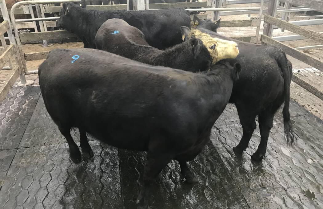 SENSATIONAL: This pen of Angus x cows, average weight 676kg, fetched $2.85-$1928 for Stuie J Enterprises at Warrnambool's cattle market on Wednesday. 