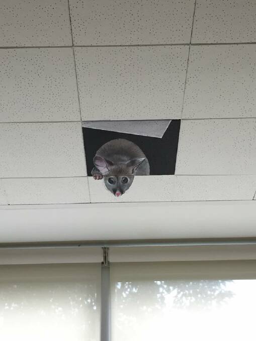 Just an illusion: A cheeky possum crawls out of a ceiling tile at Lyndoch Living.