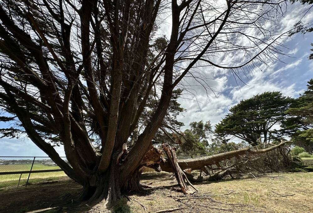 A large branch fell from a cypress tree at Brierly Recreation Reserve at the weekend. 