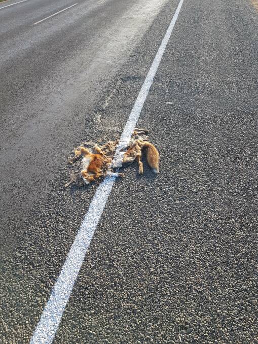 SHOCKING: A Warrnambool resident snapped this picture of a dead fox on Wangoom Road. 