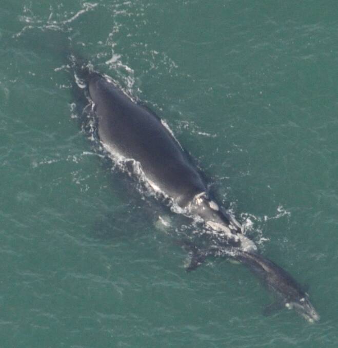 Region on baby watch as whales put on a show along south-west coast