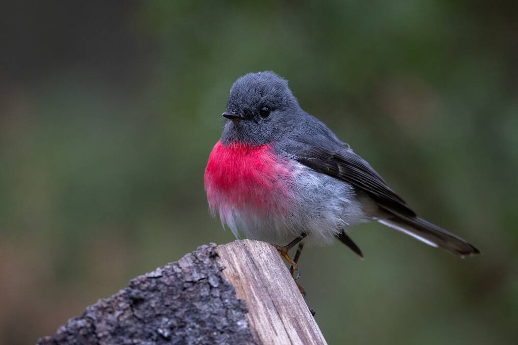 Pretty in pink: The rose robin is notoriously hard to photograph because it spend most of its life high up in the tree canopy. 
